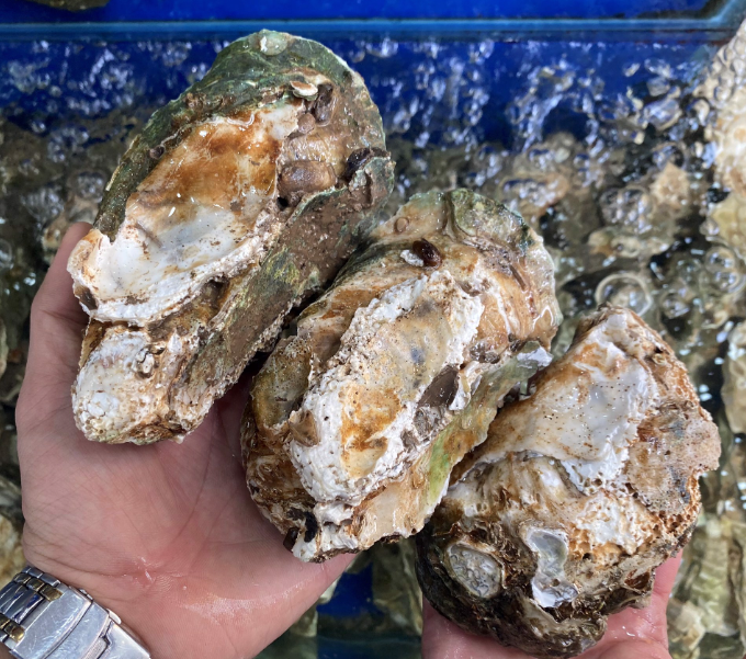 HÀU ĐẠI DƯƠNG