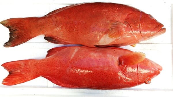 CÁ MÚ ĐỎ