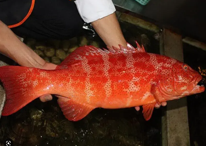 CÁ MÚ ĐỎ lớn (800g-3kg/con)