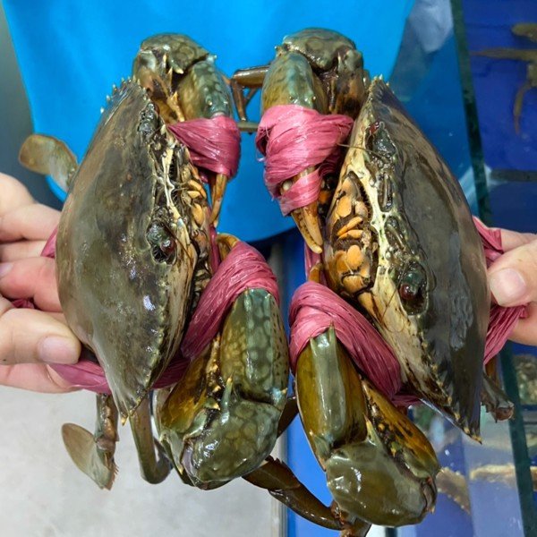Cua Gạch (2>3 con / 1kg)