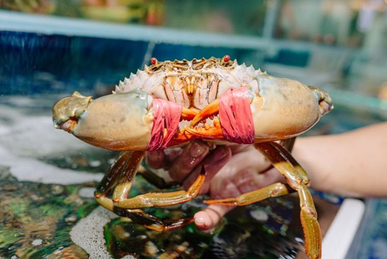 Cua thịt đại (450-700g/con)