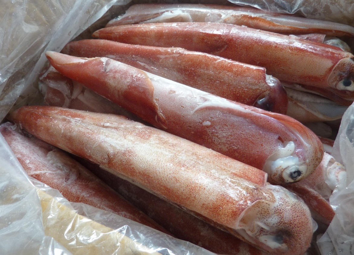 Mực Ống đông (3-5con / kg)