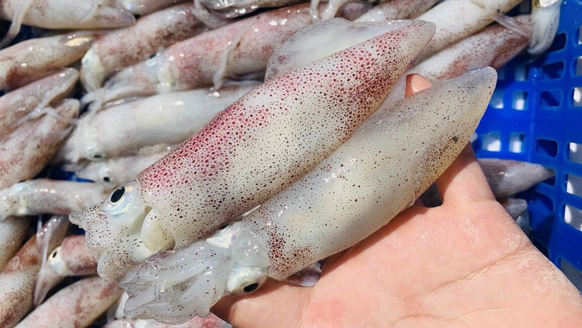 Mực Trứng đông (18-20 con/kg)