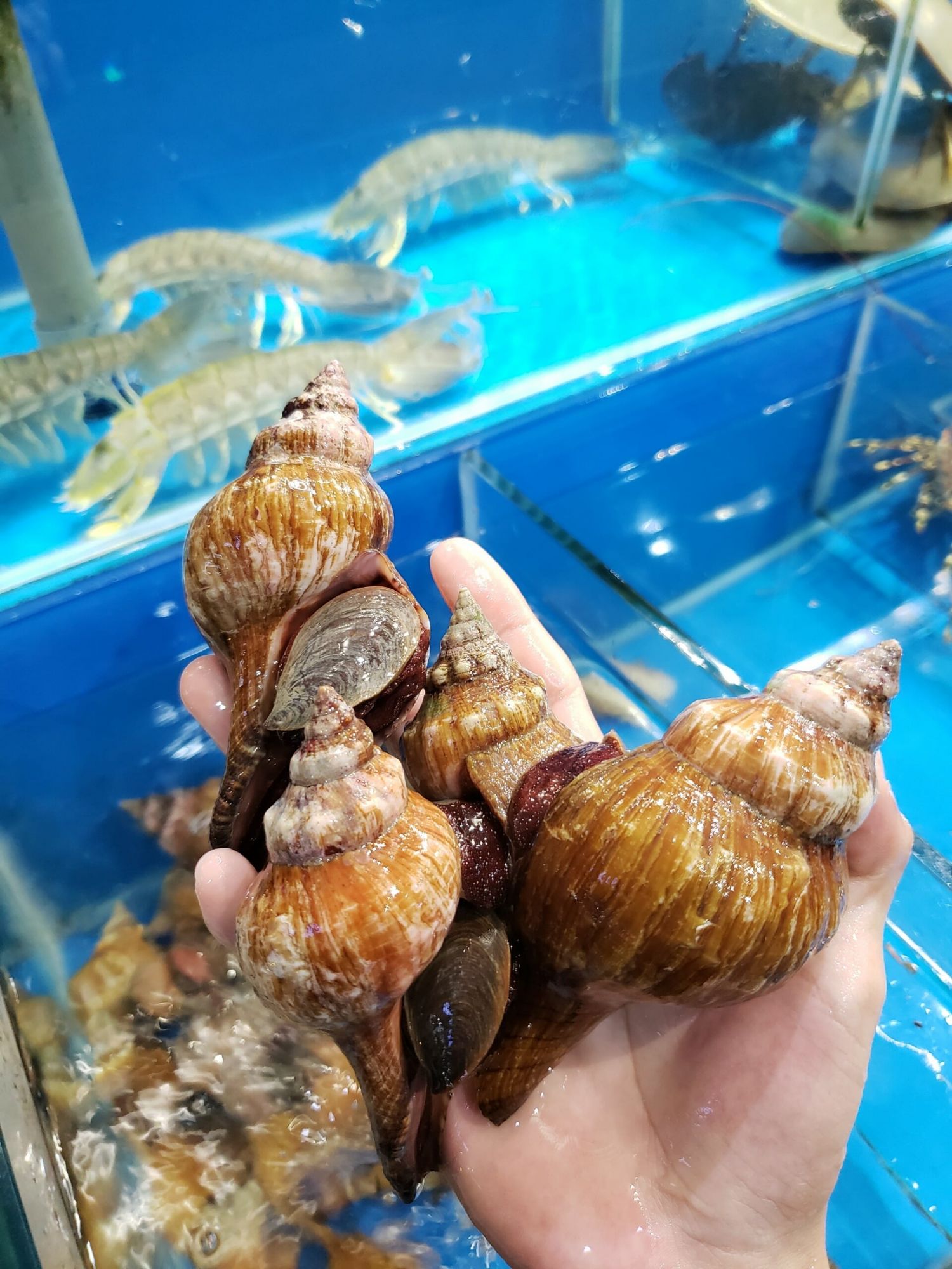 ỐC ĐỎ TRƠN