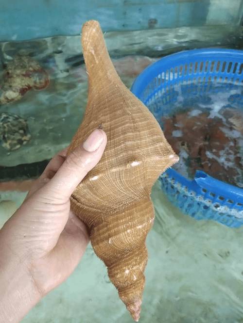 ỐC KÈN