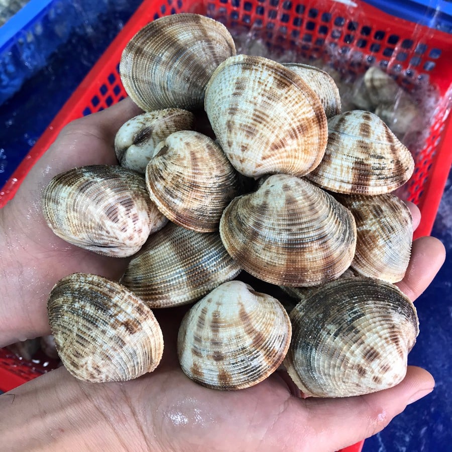 NGAO SẦN