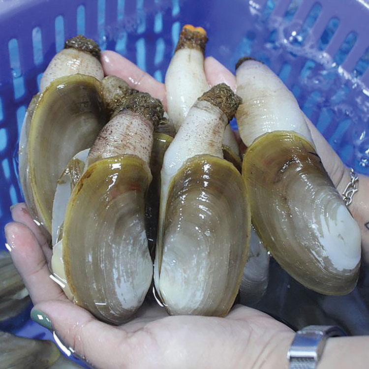 TU HÀI