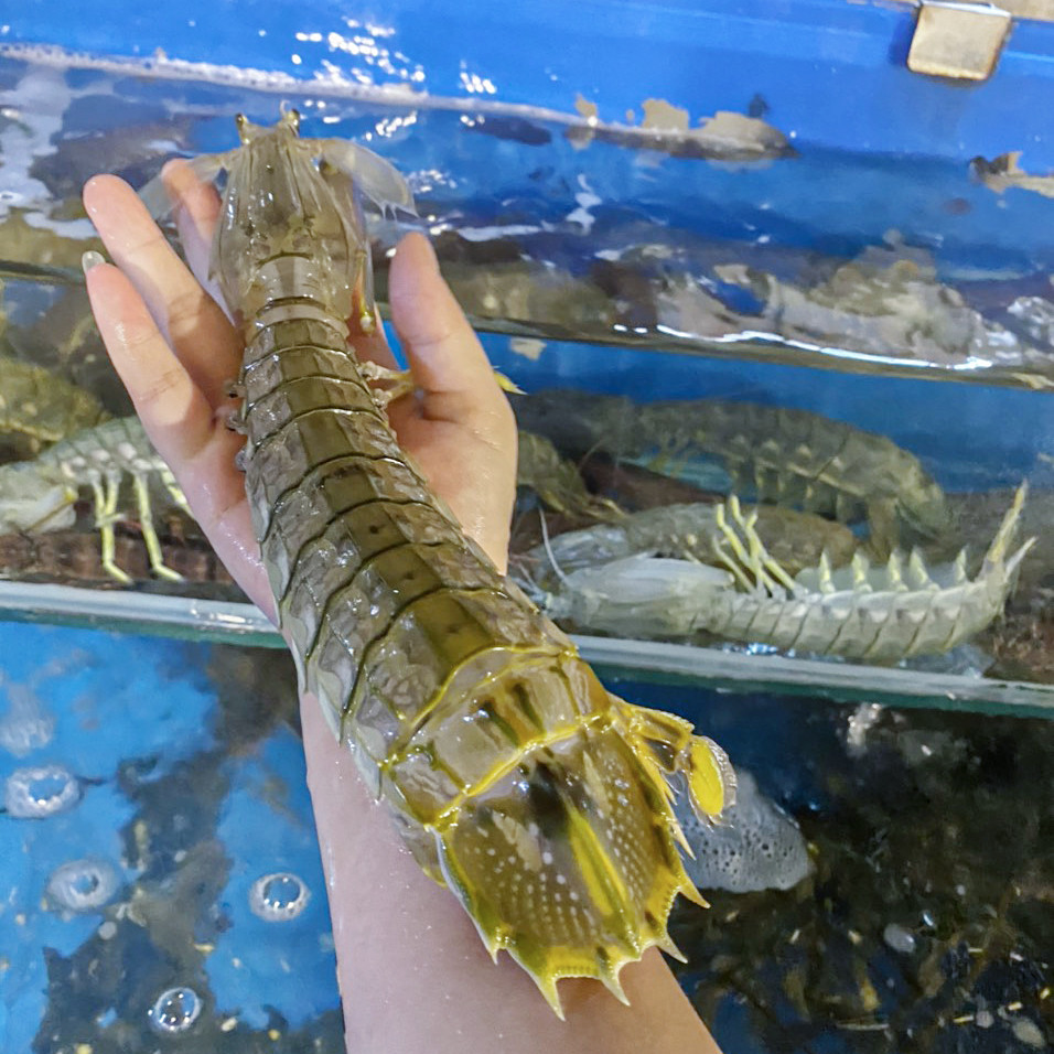 TÔM  Tích loại 1 