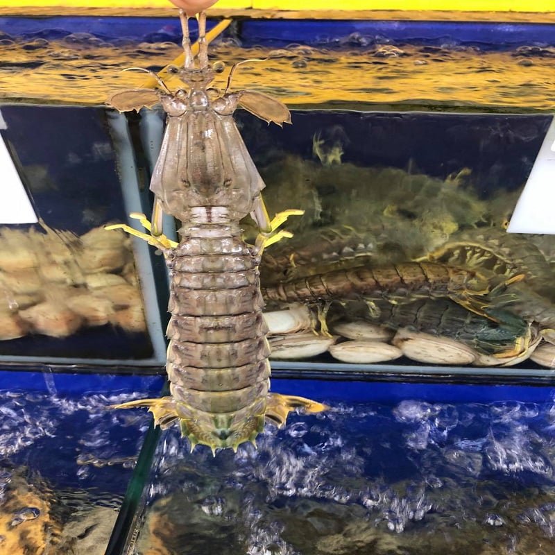 TÔM TÍCH GẠCH